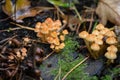 Poisonous mushrooms on trees in the forest. Mushroom in forest.