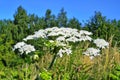 Poisonous plant cow parsnip Sosnowski. Cow parsnip blooms in summer Royalty Free Stock Photo