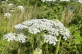 Poisonous plant cow parsnip Sosnowski. Cow parsnip blooms in summer Royalty Free Stock Photo