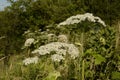 Poisonous plant cow parsnip Sosnowski. Cow parsnip blooms in summer Royalty Free Stock Photo