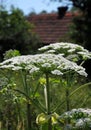 Poisonous plant cow parsnip Sosnowski Royalty Free Stock Photo