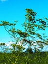 Poisonous plants.Coast of the Volga River in Russia. A poisonous plant similar to garden dill