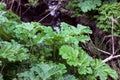 Poisonous plants Hogweed Sosnowski. Young large leaves. Toxic cow parsnip plants. Poisoning of forests and fields