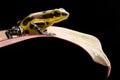 A poisonous poison dart frog Oophaga pumilio