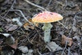 A poisonous psychoactive mushroom of the genus fly agaric, or Amanita of the order agaric, belongs to the basidiomycetes. Royalty Free Stock Photo