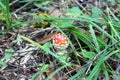 A poisonous psychoactive mushroom of the genus fly agaric, or Amanita of the order agaric, belongs to the basidiomycetes. Royalty Free Stock Photo