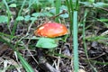 A poisonous psychoactive mushroom of the genus fly agaric, or Amanita of the order agaric, belongs to the basidiomycetes. Royalty Free Stock Photo