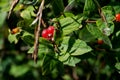 Poisonous Red Berries of Tartarian Bush Honeysuckle. Lonicera maackii Amur in Caprifoliaceae honeysuckles Family. Toxic Royalty Free Stock Photo