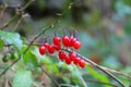 Poisonous red berries of woody nightshade.