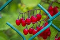 Red cohosh growing on a metal fence Actaea rubra