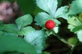 Poisonous red berry in garden