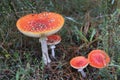 Poisonous Red-capped Fly Agaric toadstools. Royalty Free Stock Photo