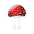 Poisonous red fly agaric isolated on white background