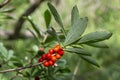 Poisonous red fruits of Daphne mezereum.