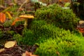 Poisonous red mushroom on green moss