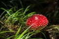 Poisonous red mushroom