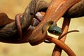 A poisonous red snake is hanging from a tree branch & looking for prey Royalty Free Stock Photo