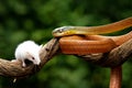 A poisonous red snake is hanging from a tree branch & looking for prey Royalty Free Stock Photo