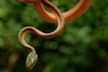 A poisonous red snake is hanging from a tree branch & looking for prey Royalty Free Stock Photo