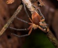 Poisonous Red Spider