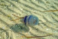 Poisonous Rhizostoma pulmo swims in the water of the Black Sea in Zaliznyi Port in Ukraine. Blue jellyfish in transparent water