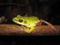 Poisonous Rock Frog (Odorrana hosii)