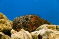 Poisonous sea stone fish Synanceia verrucosa on a background of reefs Royalty Free Stock Photo