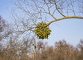 Poisonous semi-parasite mistletoe white Viscum album on a tree owner