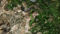 A poisonous snake eats a bat. Snake in tropical vegetation catches prey. The white-lipped pit viper hunts for birds. Bats fly