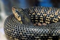 Poisonous snake Leioheterodon madagascariensis - the Malagasy Giant Hognose