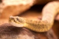 Poisonous snake, Malayan pit viper Calloselasma rhodostoma.