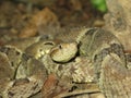 Poisonous snake mapanare bothrops atrox Royalty Free Stock Photo