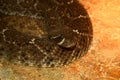 Poisonous Snake - Rattlesnake