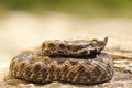 Poisonous snake youngster basking on stone