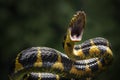 snakes attack the prey Royalty Free Stock Photo