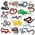 Poisonous Snakes Cartoon Set Royalty Free Stock Photo