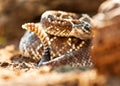 Poisonous South American Rattlesnake Royalty Free Stock Photo