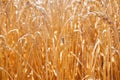 Poisonous spider Argiope bruennichi on the web. Ear of ripe wheat on a gold field. Rural nature scenery background of ripening Royalty Free Stock Photo