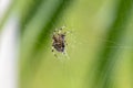 A poisonous spider is hiding and weaving its web. Royalty Free Stock Photo