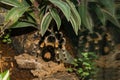 Poisonous spider Tarantula tarantula Royalty Free Stock Photo