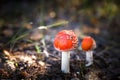 Poisonous Spotted Mushrooms in Magical Green Forest Royalty Free Stock Photo