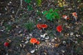 Poisonous Spotted Mushrooms in Magical Green Forest