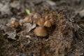 Poisonous toadstool mushrooms