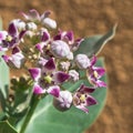 Poisonous toxic plant, Apple Of Sodom or Calotropis Procera growing in desert with  blooming white purple flowers Royalty Free Stock Photo