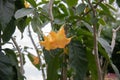 Poisonous trumpet tree