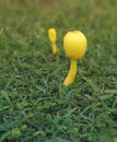 Poisonous yellow Mushroom Leucocoprinus birnbaumii Royalty Free Stock Photo