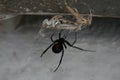 Poisonus spider