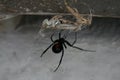 Poisonus spider Royalty Free Stock Photo
