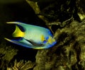 POISSON ANGE ROYAL holacanthus ciliaris