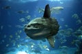 POISSON LUNE mola mola Royalty Free Stock Photo